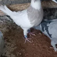 کبوتر طوقی|پرنده|سامان, |دیوار