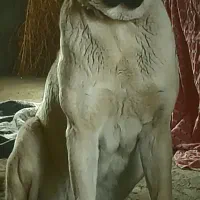 ماده پژدر