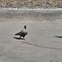 کبوتر موشی نقره‌ای