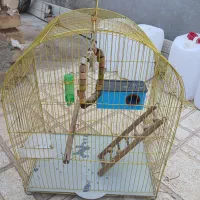 فروش قفس عروس هلندی|لوازم جانبی حیوانات|مرودشت, مجد آباد|دیوار