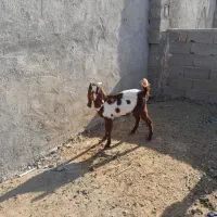 2 عدد بزغاله نر و یک بره نرینه|حیوانات مزرعه|مشهد, فریزی|دیوار