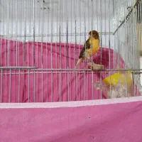 فروش قناری|پرنده|آباده, |دیوار