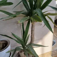 یوکا. بنجامین. سانسوریا. لیندا. فیکوس