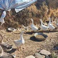 قوغاز اصل اوکراینی