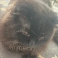 گربه اسکاتیش|گربه|مشهد, امیریه|دیوار