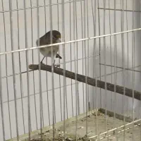 سهره قناری.سقا|پرنده|کرمان, |دیوار