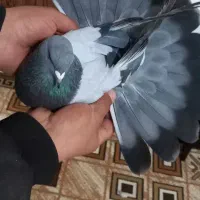 سبز گچی