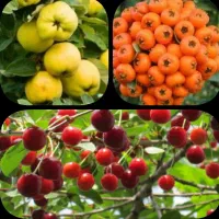 نهالستان گوارشکی