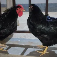 ویاندوت بلک