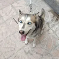 هاسکی بازیگوش ماده