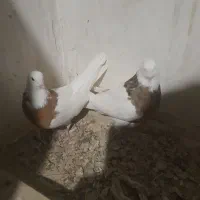 طوقی زردخالدار|پرنده|لالجین, |دیوار