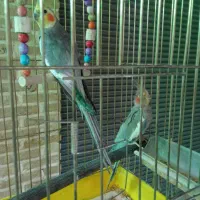 عروس هلندی نروماده