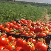 گوجه9هزار تحویل درب منزل