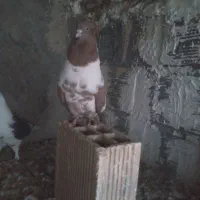 فروش کبوتر تزیینی