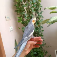عروس هلندی