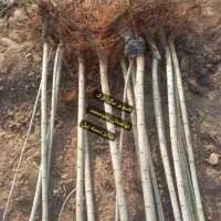 پسته پیوندی/ اکبری/ هیبرید/ سیب|خدمات باغبانی و درختکاری|پلدختر, |دیوار