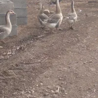 گو غاز محلی ارگانیک