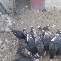 تعداد بوقلمون نروماده