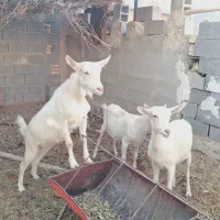 میش بز سانن گوسفند|حیوانات مزرعه|بهمن, |دیوار