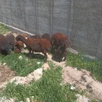 میش بره دار