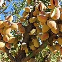 عرضه نهال های لیبل دار و شناسه دار