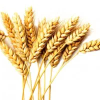 گندم دیم ابی فروش