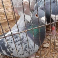 کبوتر آلمانی قلدور|پرنده|گرمه, |دیوار