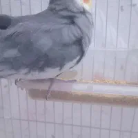 عروس هلندی نر و ماده|پرنده|گل تپه, |دیوار