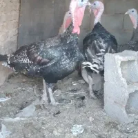 بوقلمو نر بقلمو ماده بزرگ ۱۰عدد مرغ رسمی تخم گذار
