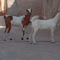فروش بز با کهره ماده  بزرگ
