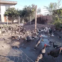 اردک اسراعیلی. بوقلمون. مرغ و خروس|حیوانات مزرعه|گرگان, |دیوار