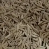 چلتوک طارم روشن درجه یک