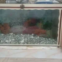 اکواریوم
