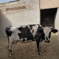 گاو