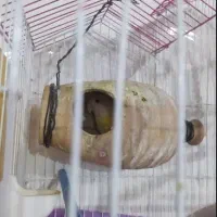 کوتوله برزیلی معاوضه با عروس هلندی|پرنده|تفتان, |دیوار