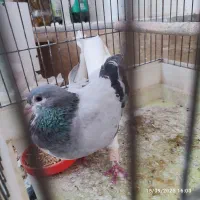پرنده رنگی کفتر
