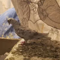 کفتر مفت
