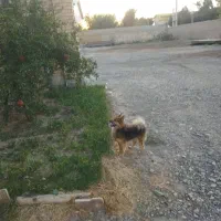 سگ پامر روباهی