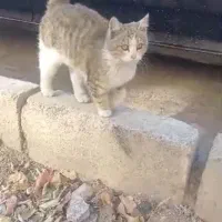 واگذاری گربه