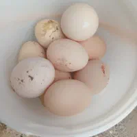 تخم لاری نطفه دار دانه‌ ۷۰ ت