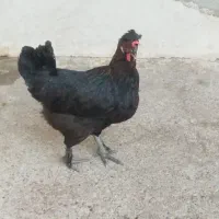 مرغ تخم گذار