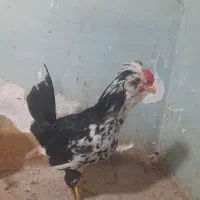 مرغ و خروس گلین