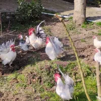 تخم نطفه دار جاپانیز )