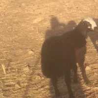 حیوانات مزرعه