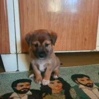 واگذاری دوبرمن مینیاتور پینچر اصیل(دوبرمن پاکوتاه)|سگ|گنبد کاووس, |دیوار