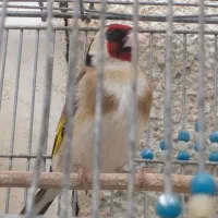 معاوضه باسهره