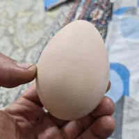 تخم طاووس هندی اصیل