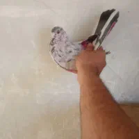 کبوتر پرشی کفتر|پرنده|تهران, مشیریه|دیوار