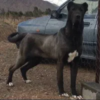 سگ سرابی اصل ماده