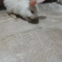 خرگوش